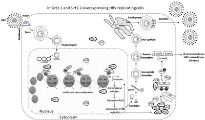 Decoding the multifaceted interventions between human sirtuin 2 and dynamic hepatitis B viral proteins to confirm their roles in HBV replication